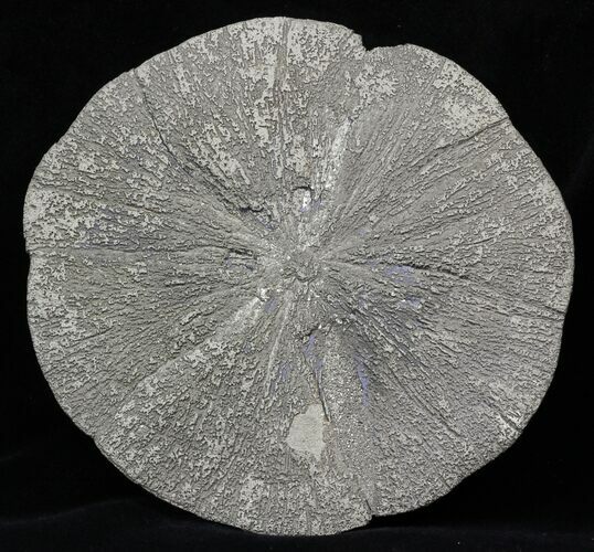 Large Pyrite Sun - Illinois #31162
